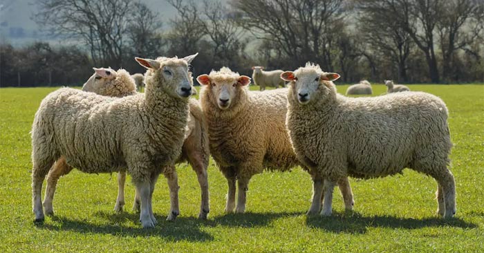 Tiere, die das Wetter vorhersagen können